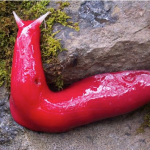 Hot pink slug